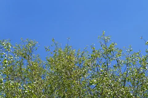 Blue sky on the background of trees. Stock Photos