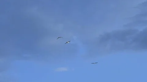 Blue sky background with white clouds and flying seagulls birds. Stock Footage 116687175