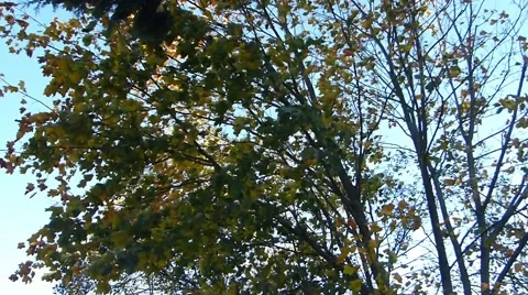 Blue Sky Behind Blowing Autumn Trees Stock Footage 44833530