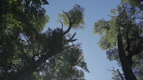 Blue sky behind forest trees with a sunlight end in Patagonia, Argentina Stock Footage 146346035