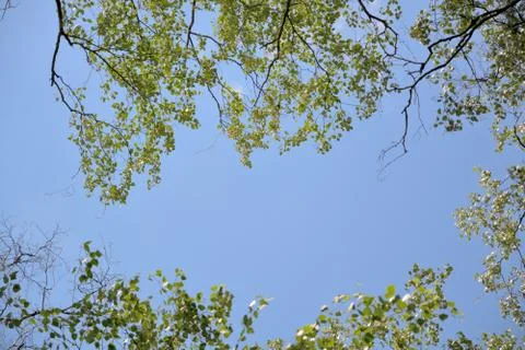 Blue sky between the branches of trees. Stock Photos
