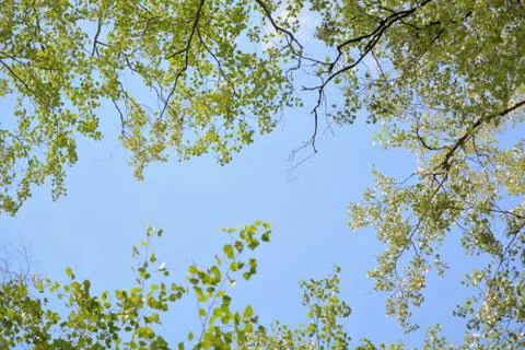 Blue sky between the crowns of trees. Stock Photos