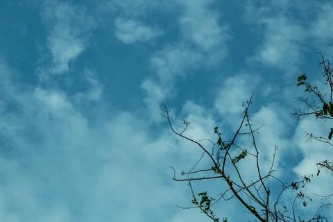 The blue sky between the dried leaf stalks and the white clouds Stock Photos