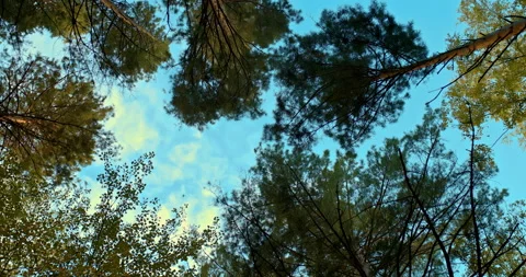 Blue sky between tall pines. Circular camera movement between tree trunks, pine Stock Footage 222761442