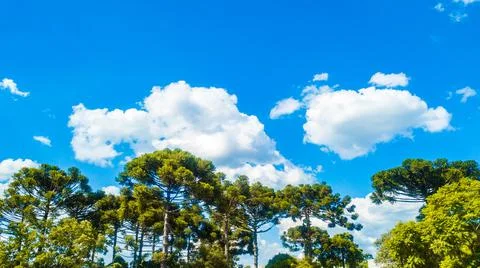 Blue sky between white clouds and below a set of trees Foto stock