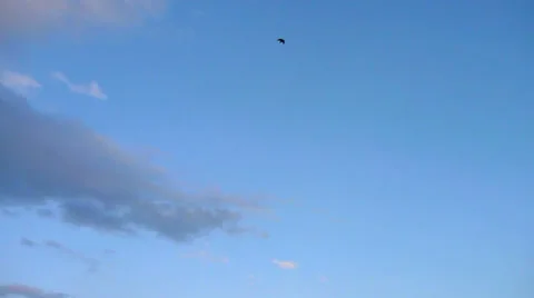 Blue Sky Bird Fly By Stock Footage 38361154