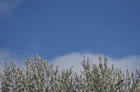 A blue sky with a bit of fluffy clouds, over a tree covered in white flowers Stock Photos