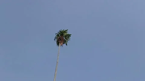 A blue sky with a breeze palm tree Stock Footage 137067645