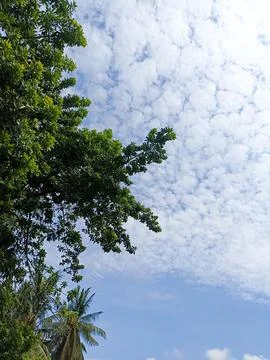 Blue sky with bright clouds. green trees. for background Stock Photos