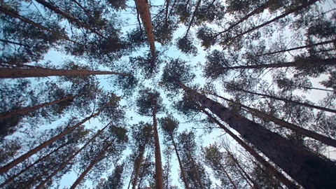 Blue sky, the camera circles among the tree trunks, the tops of the pines,forest Stock Footage 107742443