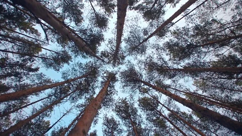 Blue sky, the camera shoots the tops of the trees Stock Footage 107742389