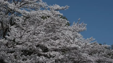 Blue Sky Cherry Blossoms Video stock 175790554