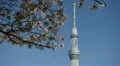 Blue Sky Cherry Tree Blossom Tokyo Skytree Japan Tallest Tower World HD Footage