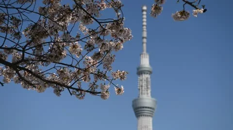 Blue Sky Cherry Tree Blossom Tokyo Skytree Japan Tallest Tower World Stock Footage 12382014