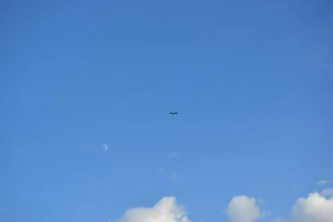 Blue sky with cloud and bird. The day is clear and the weather is fine in the Stock Photos