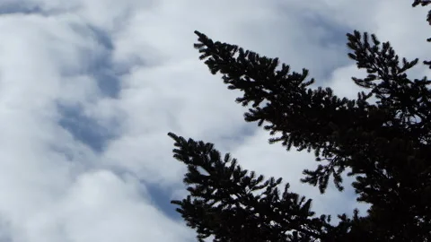 Blue sky with the cloud and the tree 動画素材 146643901