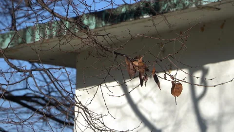 Blue sky with the cloud and the tree Vídeos de archivo 146726496