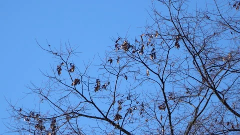 Blue sky with the cloud and the tree Stock-Footage 146729243