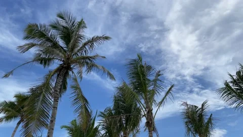 Blue sky cloud palms waiving on the wind on maldives Stock Footage 201034748