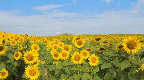 Blue sky with cloud on sunflower field time lapse 库存影片 58145927