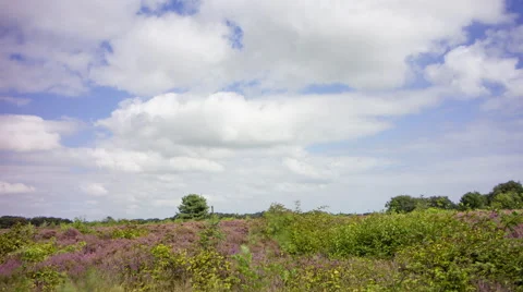 Blue sky with clouds above purple heath, Texel, Netherlands, 4K time lapse Stock Footage 66584890