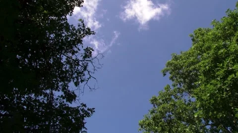 Blue Sky with Clouds Above Trees in the Middle of Nowhere Vídeos de archivo 241943160