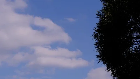 Blue Sky, Clouds And Branchs Of Tree. Stock Footage 80437244