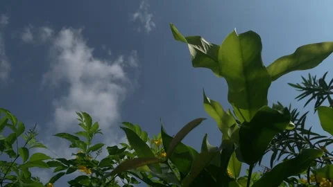 Blue Sky with Clouds and Green Leaves in Foreground Stock Footage 339646514