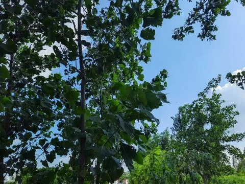 Blue Sky with Clouds and green trees Fresh Natural Background. Stock Photos