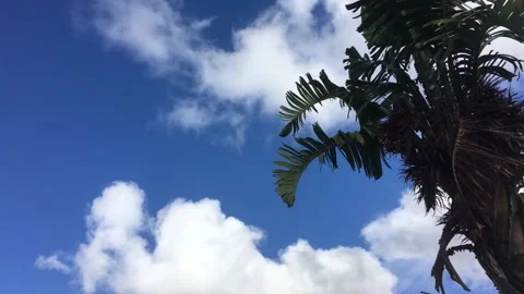 Blue Sky with Clouds and Palm Tree Stock Footage 108523931