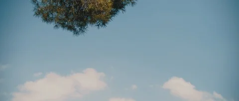 Blue sky with clouds and tree branches moving in the wind. Copy space. Stock Footage 126738458