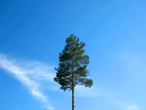 Blue sky, clouds and tree Stock Photos