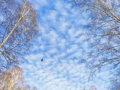 Blue sky with clouds and tree branches in autumn Stock Photos