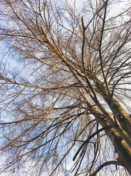Blue sky with clouds and tree branches in autumn Stock Photos