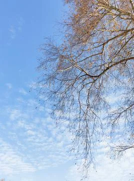 Blue sky with clouds and tree branches in autumn Stock Photos