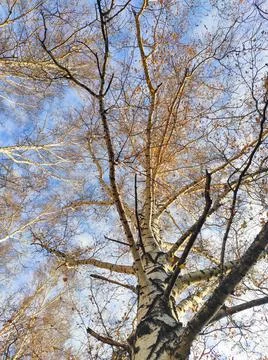 Blue sky with clouds and tree branches in autumn Stock Photos