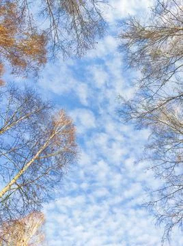 Blue sky with clouds and tree branches in autumn Stock Photos