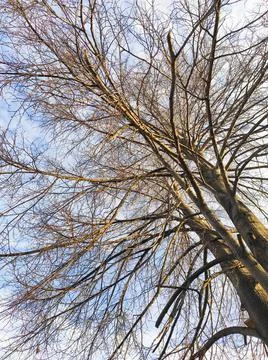 Blue sky with clouds and tree branches in autumn Stock Photos