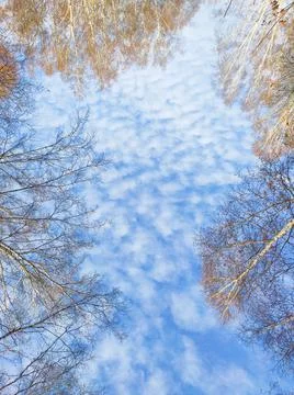 Blue sky with clouds and tree branches in autumn Stock Photos