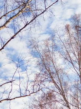 Blue sky with clouds and tree branches in autumn Stock Photos