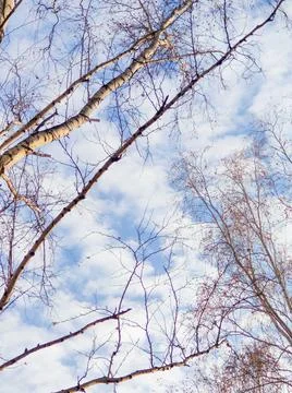 Blue sky with clouds and tree branches in autumn Stock Photos