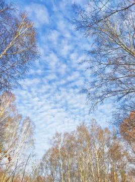 Blue sky with clouds and tree branches in autumn Stock Photos