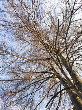 Blue sky with clouds and tree branches in autumn Stock Photos