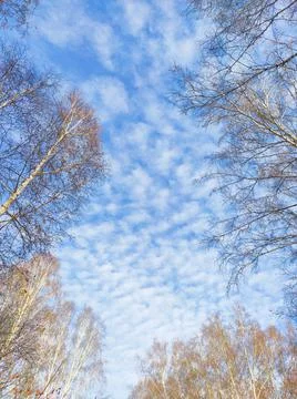 Blue sky with clouds and tree branches in autumn Stock Photos