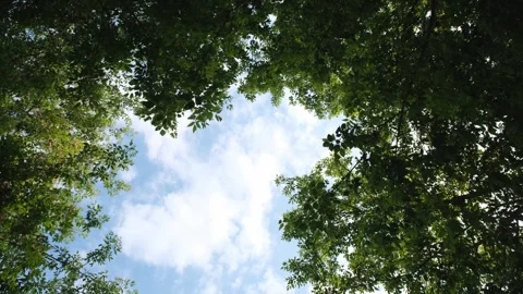 Blue sky with clouds and trees with green leaves, bottom view. Stock Footage 250346135