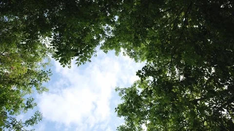 Blue sky with clouds and trees with green leaves, bottom view. Stock Footage 252123540