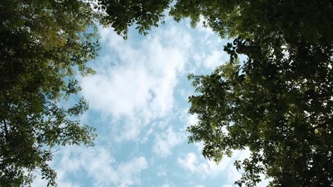 Blue sky with clouds and trees with green leaves, bottom view. Stock Footage 256162675