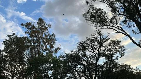 Blue Sky with Clouds and Trees Stock Photos