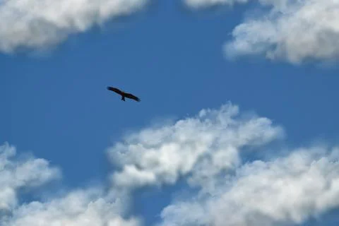 Blue Sky With Clouds Background And Bird Flying On The Sky Stock Photos
