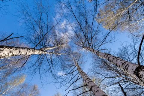 Blue sky with clouds between the tops of birch trees Stock Photos